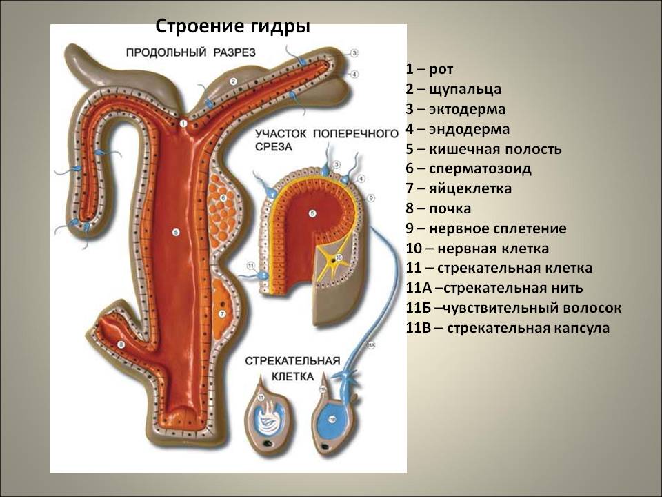 Адрес крамп онион kraken6.at kraken7.at kraken8.at